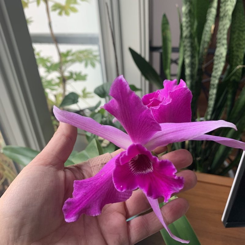 orchid_bloom
